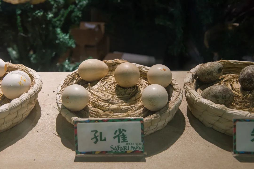 100元养一只,养一年赚30万?一个冷门的养殖项目! 100元养一只,养一年赚30万?一个冷门的养殖项目!